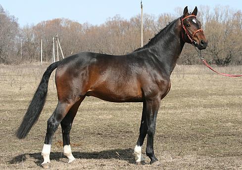 http://horse-se.ucoz.ru/_ph/3/2/637889536.jpg